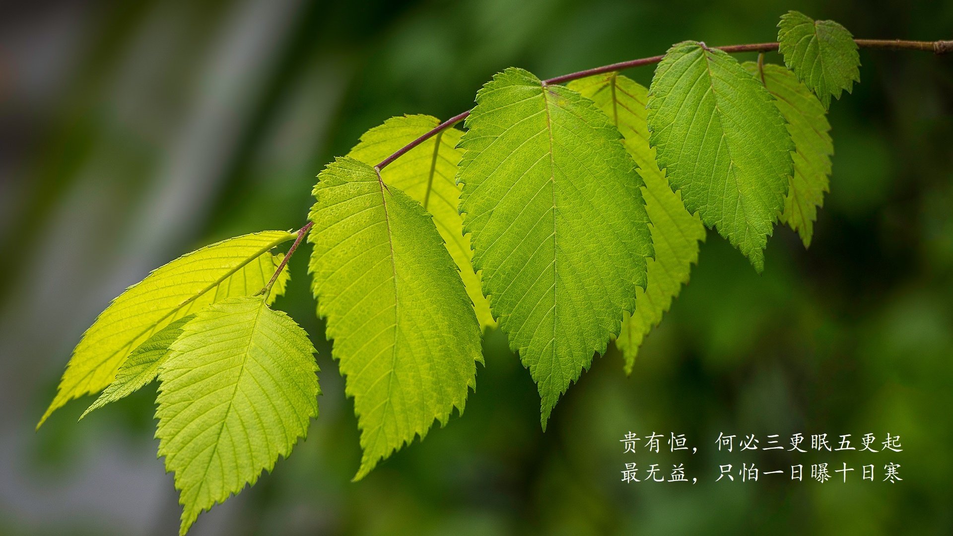 意甲青训心理训练促进认知负荷管理与技术动作学习，意甲青训规则
