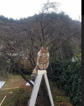 开云体育app网页版安全-出发反应速度影响比赛结果分析，反应速度发展的最佳时期为