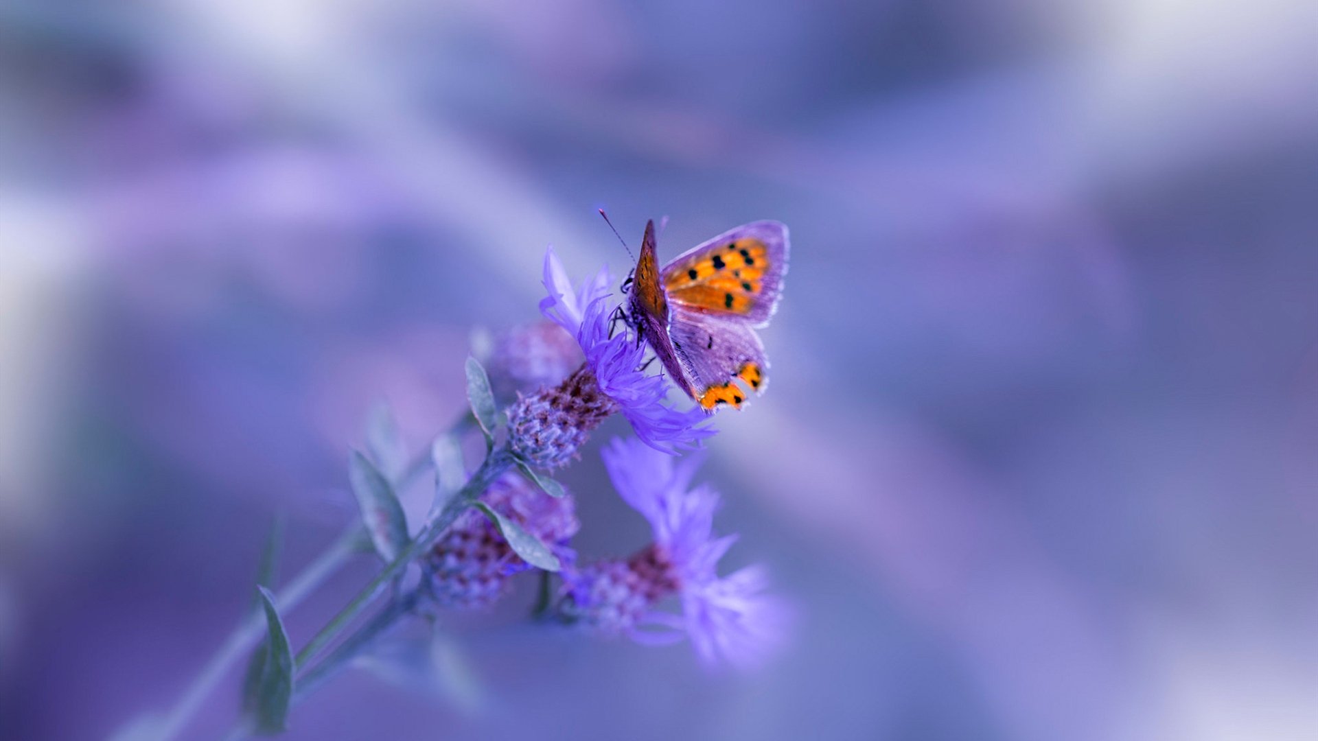 德国队在国际乒联混合团体世界杯中的未来发展：年轻力量崭露头角