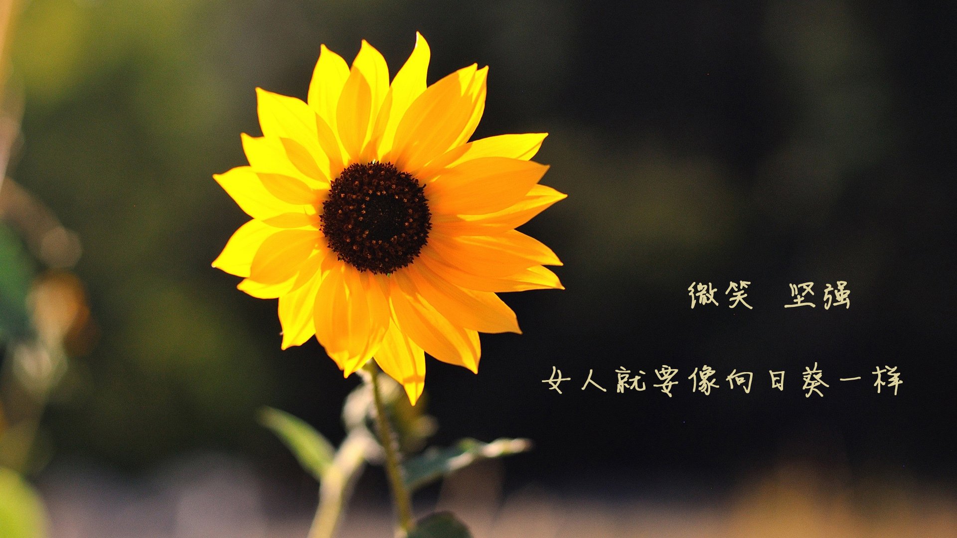 新月二队或替补参加下届超级杯