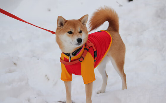 速度分布曲线：前半程更快还是后半程？，速度分布曲线是什么形状